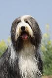 BEARDED COLLIE 203
